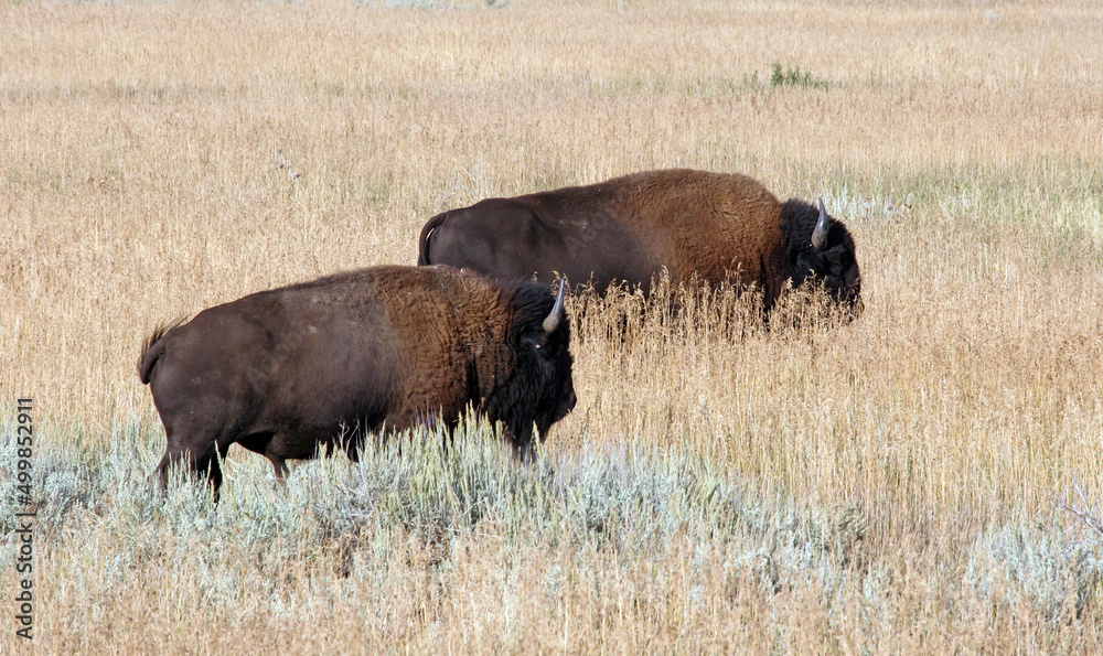 Bison grazing in the evening light, Grand Teton National Park Wyoming USA
Bison grazing in the evening light, Grand Teton National Park Wyoming USA
