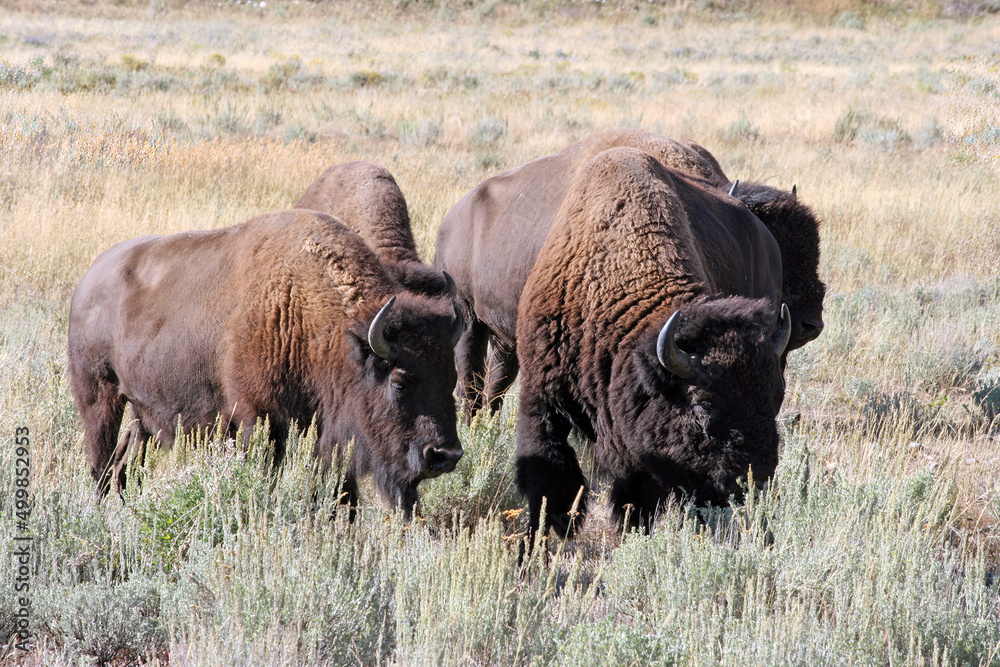 Close up of a group of Bison grazing, Grand Teton National Park Wyoming USA
