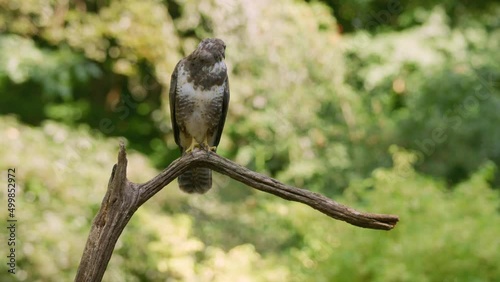 Close up static shot of a common buzzard looking around while perched on a dead tree branch on a sunny day, slow motion photo