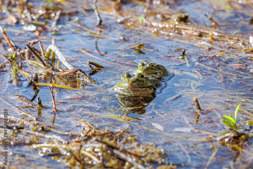 A frog looks out of the water plants on the shore of a lake