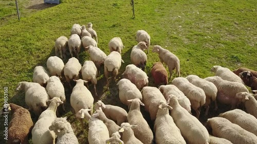 Sheep in a field in Camargue photo