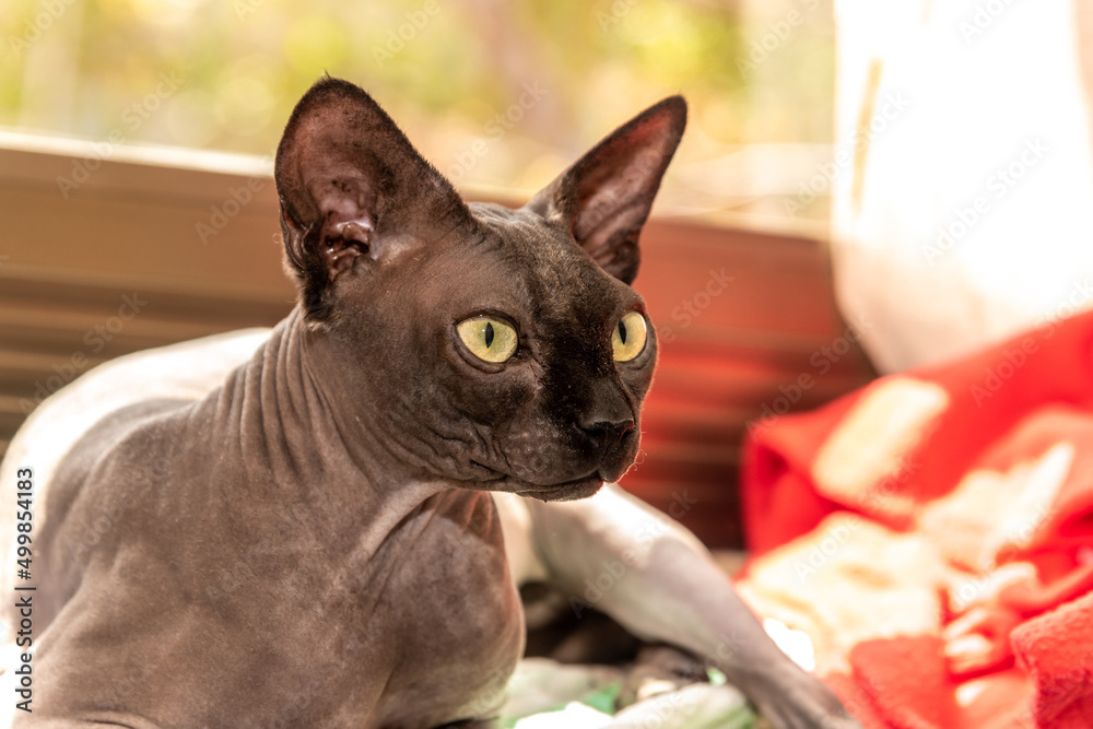 Close-up of Sphynx hairless cat looking in profile