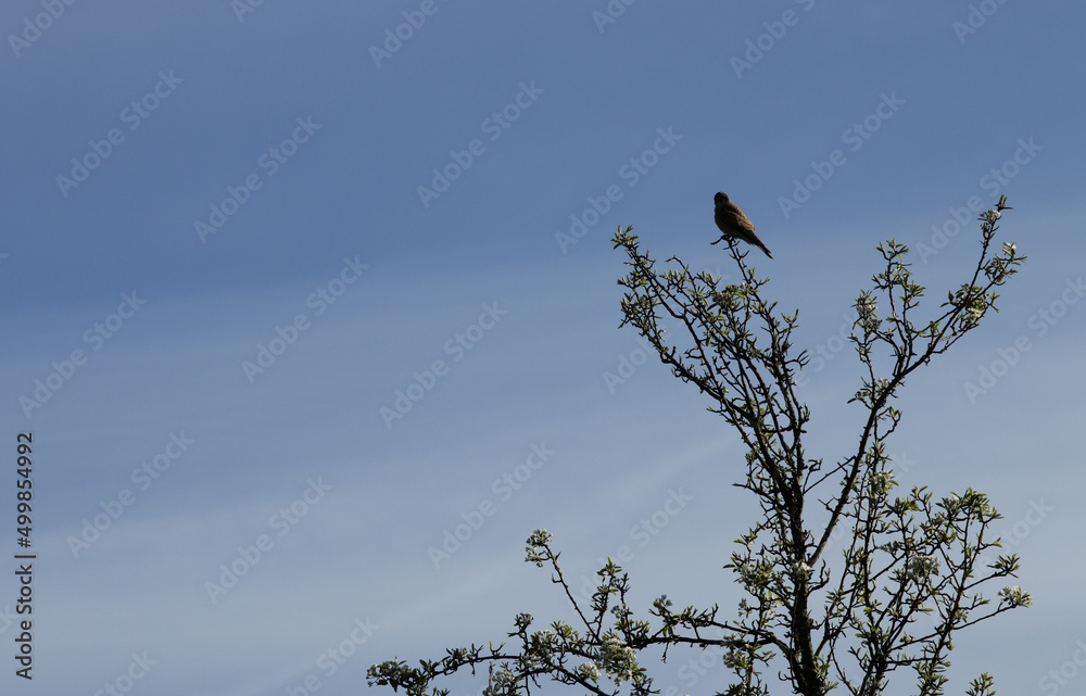 Common Kestrel perched on a branch Common Kestrel perched on a branch