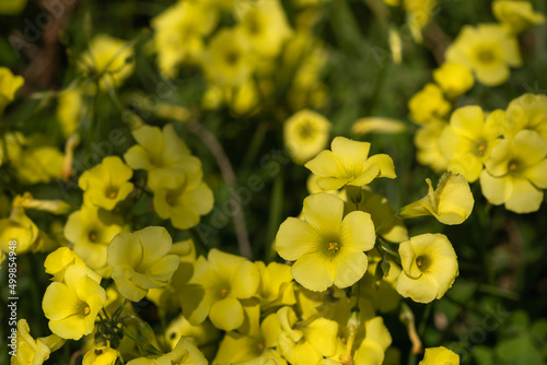 Sourgrass yellow flowers blooming © Azahara MarcosDeLeon