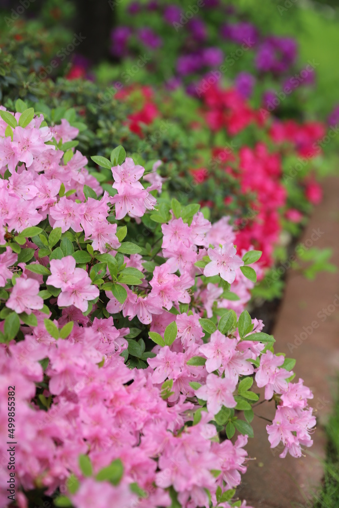 Obraz premium pink and white flowers