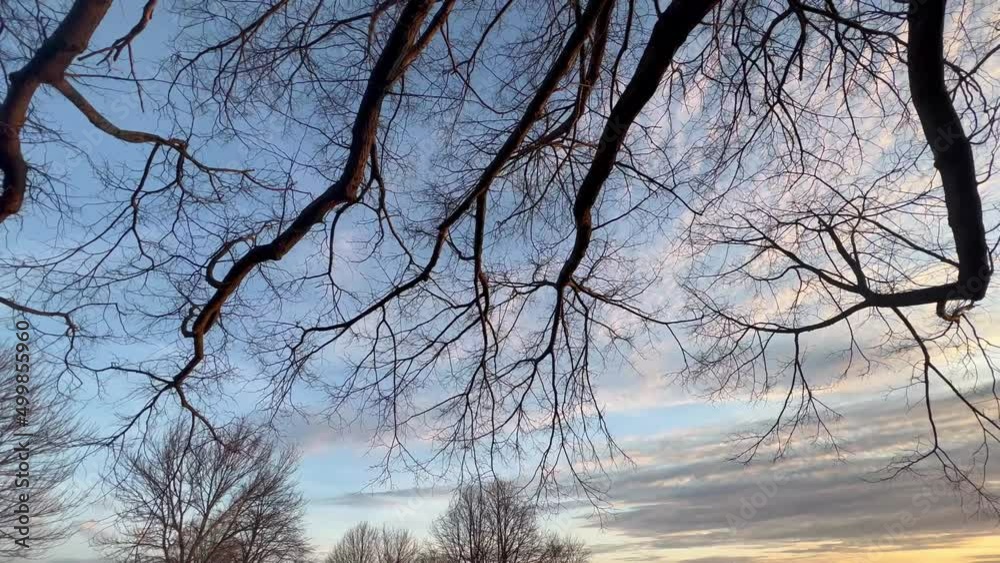 Branching Out & Over The Top Branching Out & Over The Top