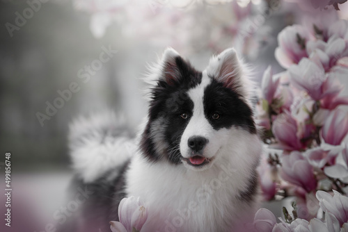 Amazing Yakutian Laika dog breed in the spring time photo