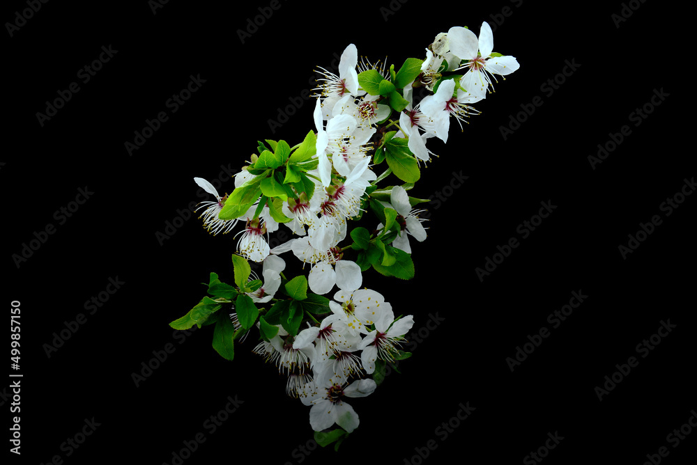 Kwiat wiśni. Drzewo wiśniowe i jego delikatne białe płatki. Kwitnące kwiaty jako tapeta na pulpit lub tekstura.  - obrazy, fototapety, plakaty 