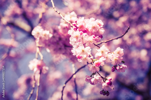 Close-up of branches of blooming cherry tree. Beautiful spring nature background. Pink blossoms.