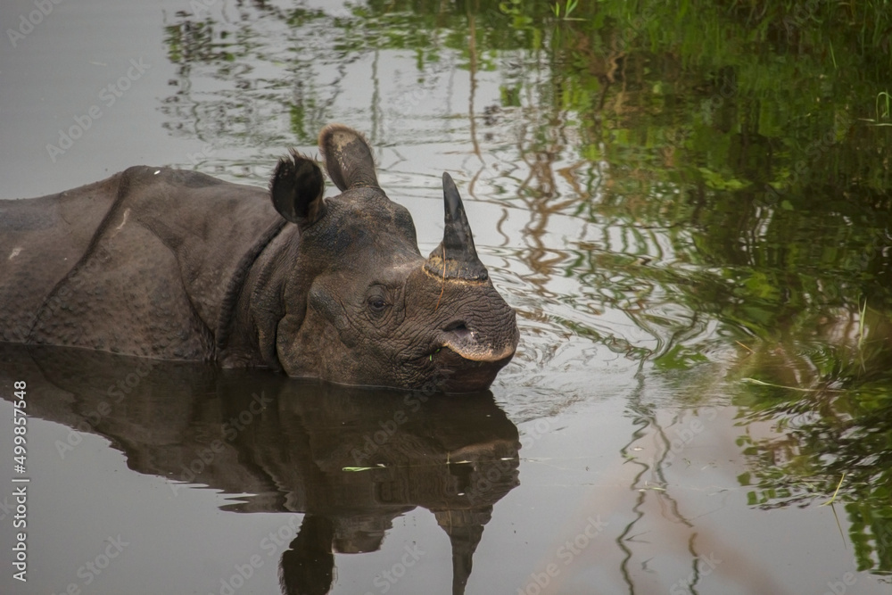 The famous one horned Rhino in water at Garumara National Park, West Bengal, India. one horned rhino the pride of Dooars area. The famous one horned Rhino in water at Garumara National Park, West Bengal, India. one horned rhino the pride of Dooars area.