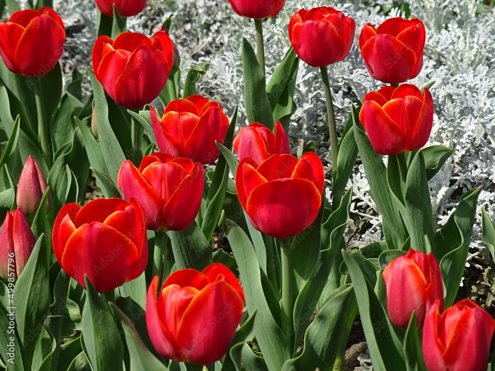 Nice flowers in the park Nice flowers in the park