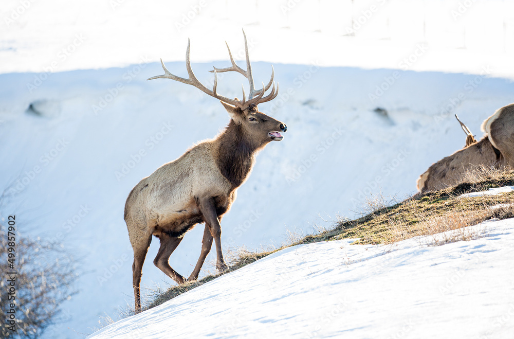 Deer in the snow against the sky and mountains. A herd of wild deer. Deer in the snow against the sky and mountains. A herd of wild deer.