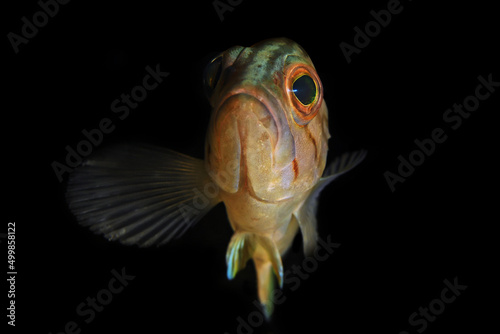 Epinephelus fish. under water a big fish against a black background photo
