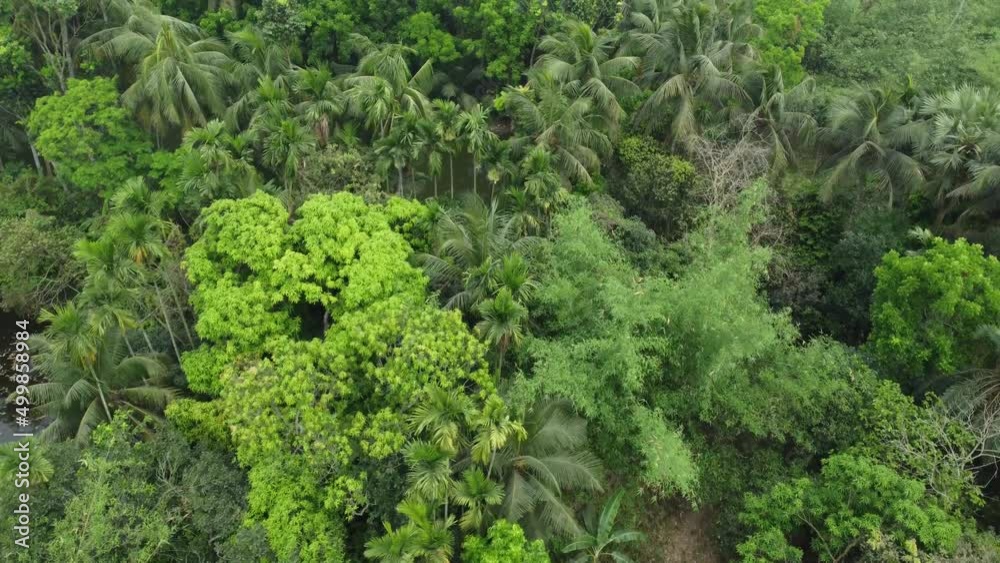 Aerial or top view of deep green forest or jungle. The leaves of green trees produce a lot of oxygen. The role of forests is very important in maintaining the level of oxygen. Aerial or top view of deep green forest or jungle. The leaves of green trees produce a lot of oxygen. The role of forests is very important in maintaining the level of oxygen.