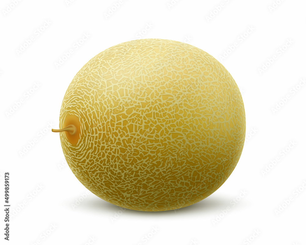 Vecteur Stock Fresh whole melon fruit isolated on white background. Honeydew melon. Summer