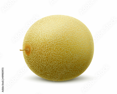 Fresh whole melon fruit isolated on white background. Honeydew melon. Summer fruits for healthy lifestyle. Advertising organic fruit. Realistic 3d Vector illustration for any design.