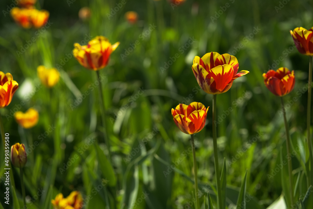 Bright yellow and red tulip flower. Spring background.