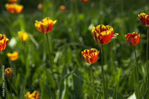 Bright yellow and red tulip flower. Spring background.