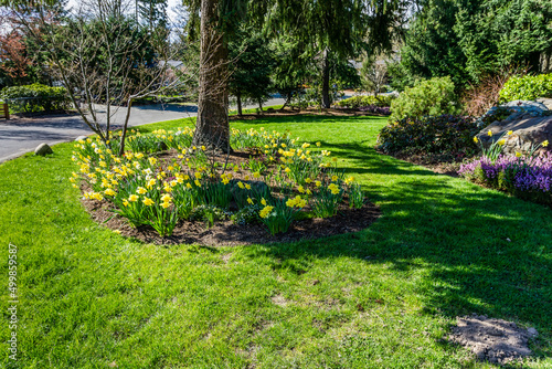 Tree And Daffodils 2