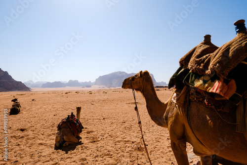Camels in the Wadi Rum desert in Jordan © Stefano Benanti