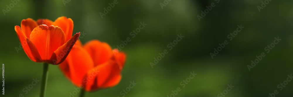 Bright yellow and red tulip flower. Spring background.