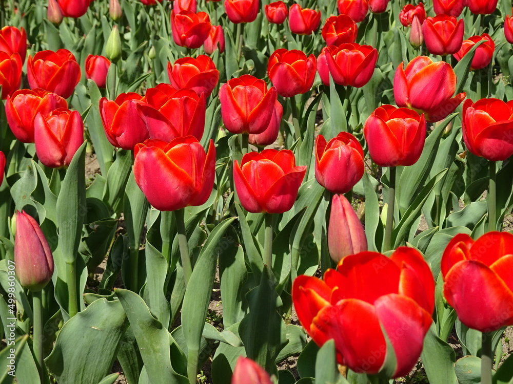 Fototapeta premium Nice flowers in the park