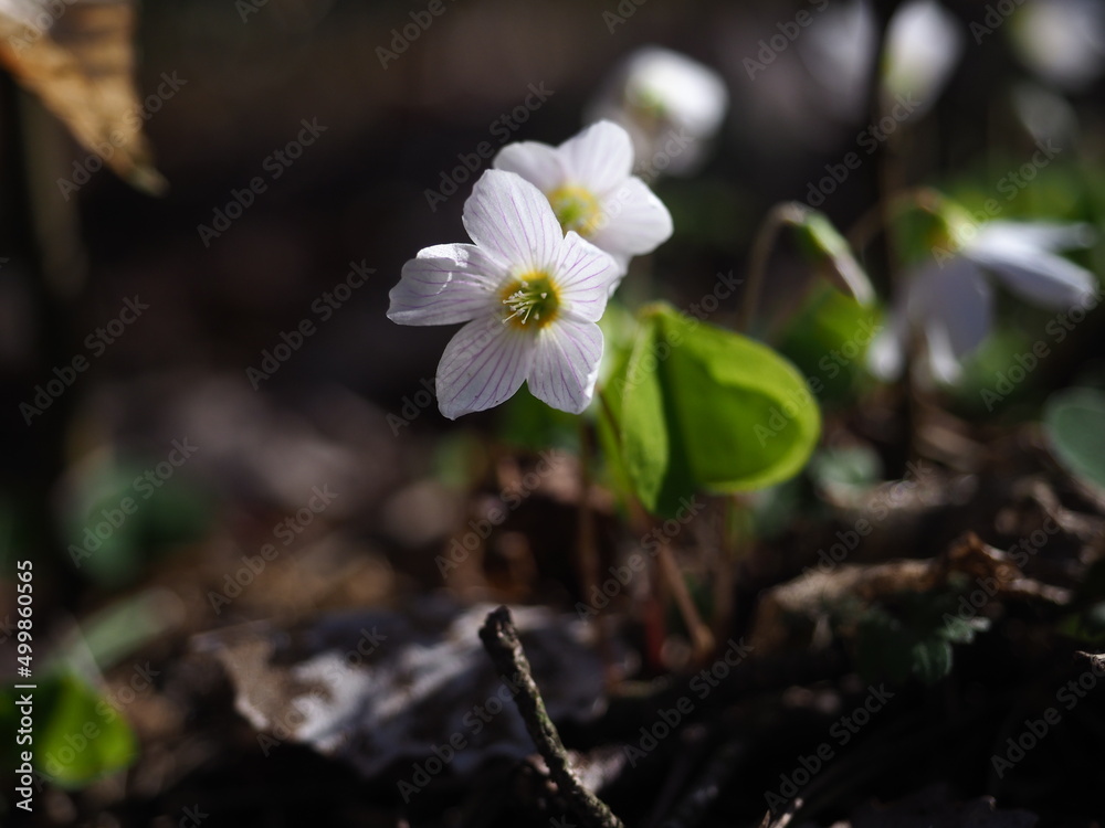 Oxalis acetosella (the wood sorrel or common wood sorrel) in a forest of Szczecin Poland (17th April 2022) Oxalis acetosella (the wood sorrel or common wood sorrel) in a forest of Szczecin Poland (17th April 2022)