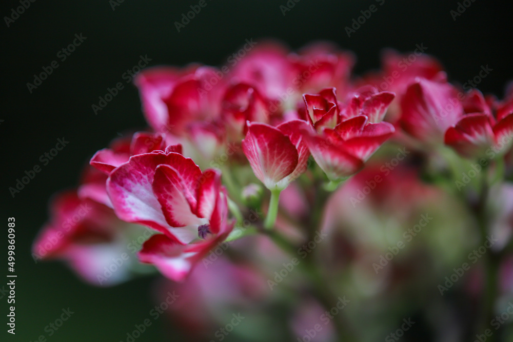 赤い紫陽花の花 Stock Photo Adobe Stock