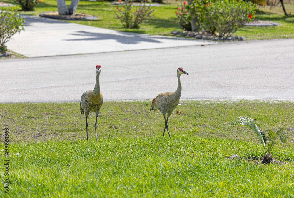 Bird grullas