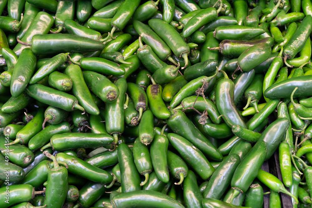 Green jalapeno pepper. Several jalapeno peppers make up a vegetable background. Showcase of hot green peppers at the vegetable market.