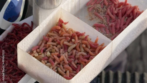 Fly larvae (maggots) crawling in a fishing box. Fish bait.