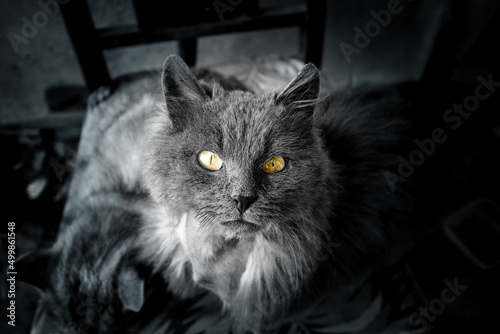 Sticker Gray cat with bright yellow eyes. The face of a gray homeless cat