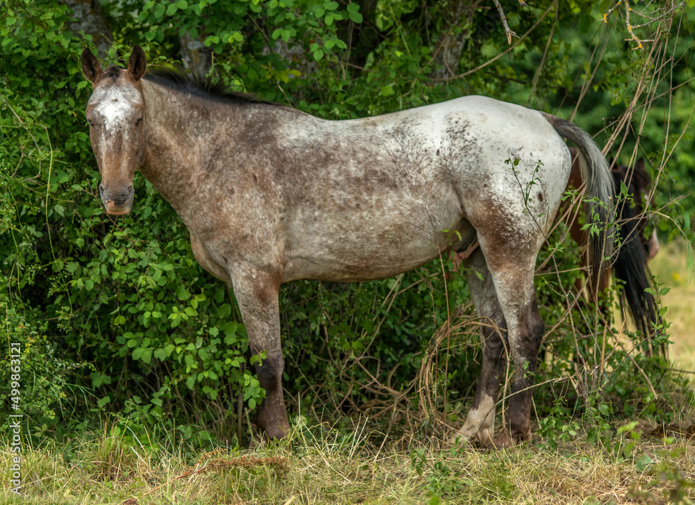 Fototapeta premium Cheval au pâturage aux Arnauds, Hautes-Alpes, France