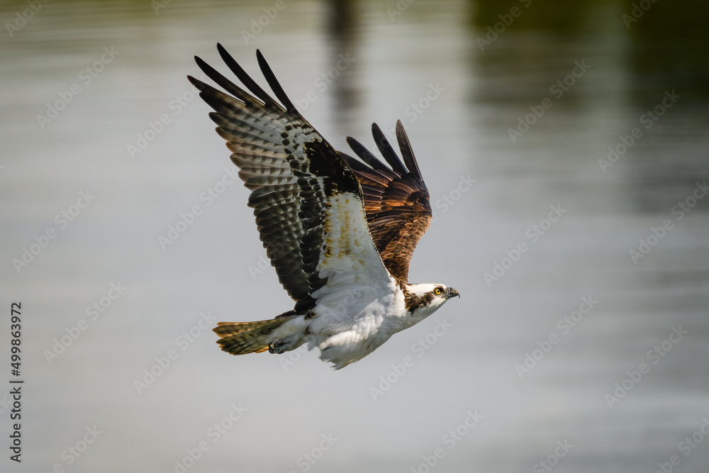 Fototapeta premium An osprey with wings raised in flight as it climbs through tthe air above a river towards a landing spot