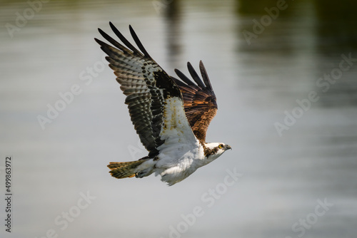 An osprey with wings raised in flight as it climbs through tthe air above a river towards a landing spot
