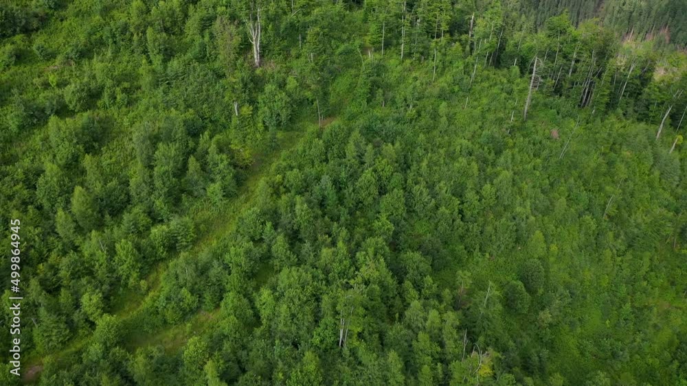Aerial view of mountains covered with coniferous forest Aerial view of mountains covered with coniferous forest