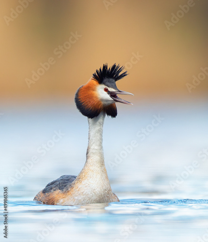 Podiceps cristatus floats on the water and doing pre-wedding dance.