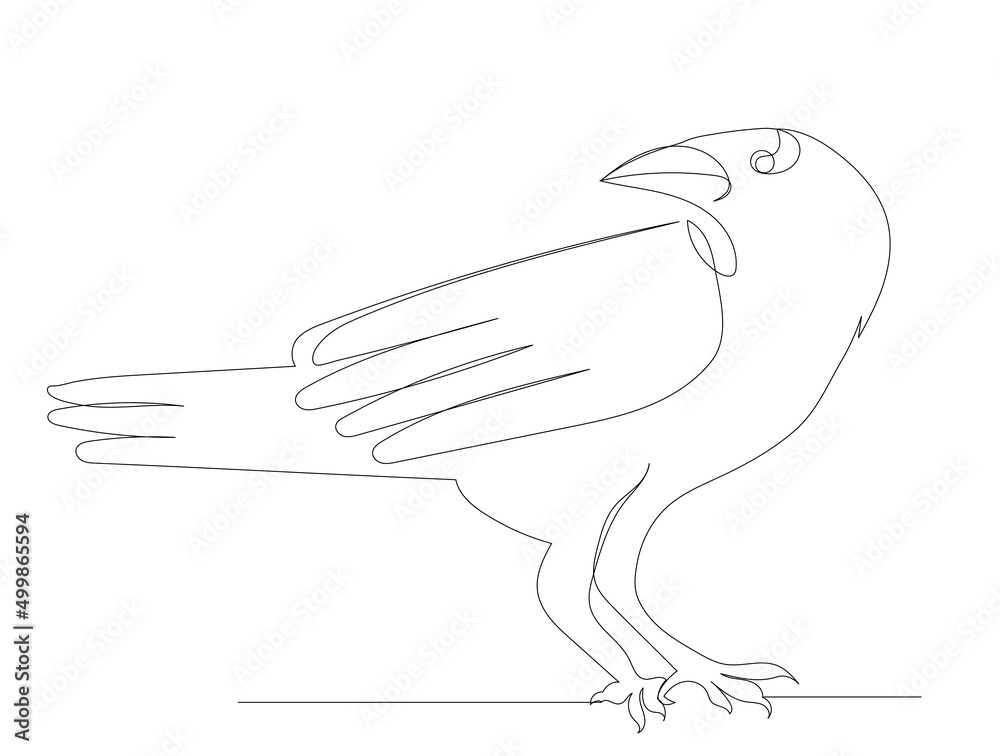 crow drawing by one continuous line, sketch, vector crow drawing by one continuous line, sketch, vector