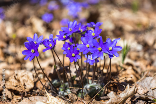 Violet flower or Hepatica Nobilis blooming in early springtime