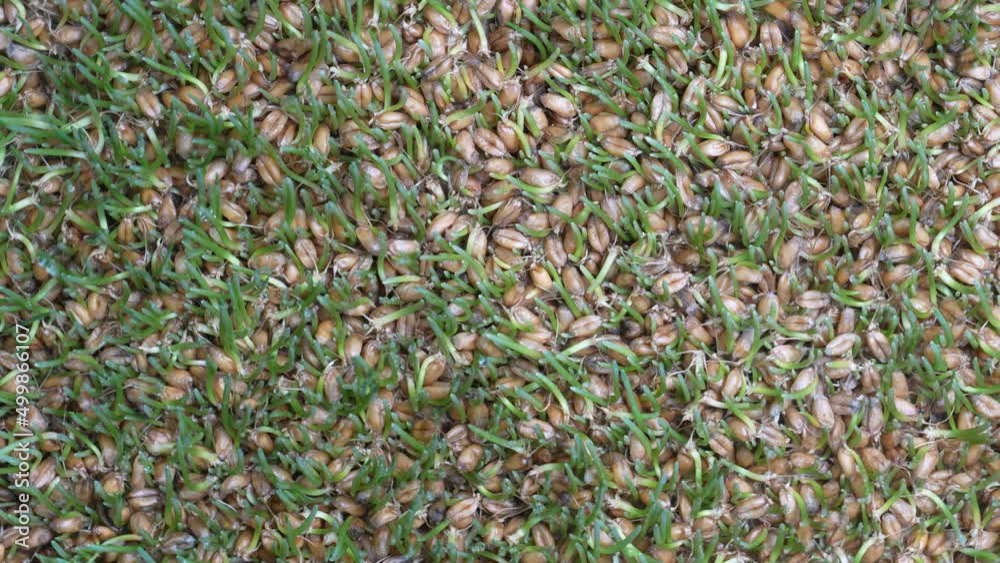 Background of germinated wheat grains rotates, close up, top view. Healthy food concept Background of germinated wheat grains rotates, close up, top view. Healthy food concept
