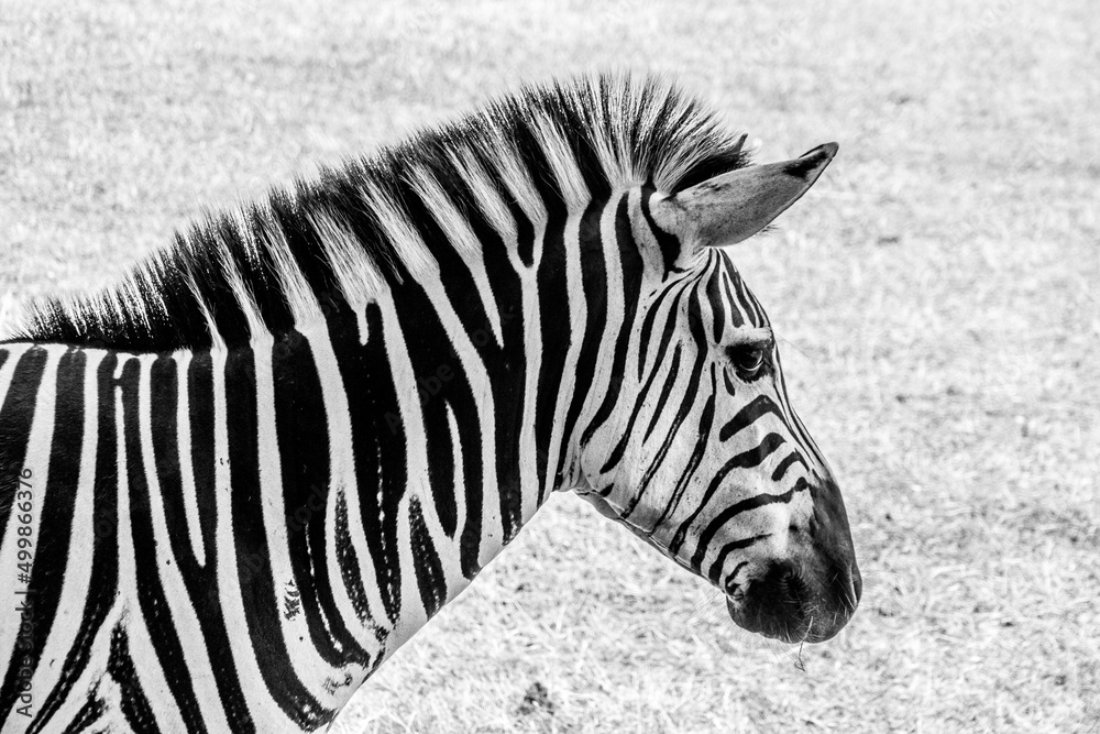 Zebra with black and white stripes on Brioni Island in Croatia Zebra with black and white stripes on Brioni Island in Croatia