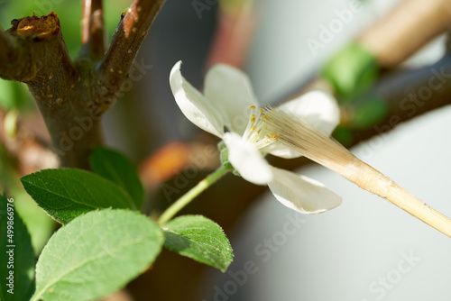 künstliche Bestäubung der Blüte eines Apfel Bonsai mit einem Pinsel auf Grund des Rückgangs der Insekten photo