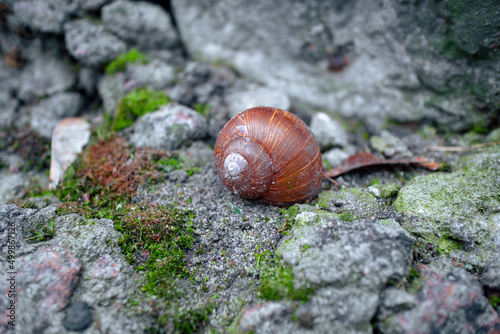 Snail in a shell on the rocks. Snail shell on stones covered with moss