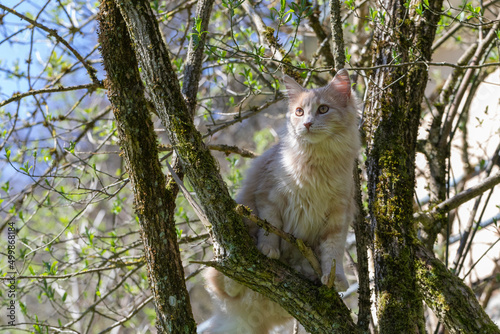 Katze lauert im Busch