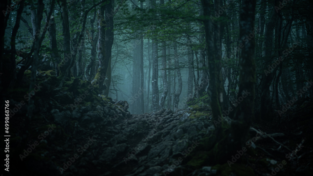 Fototapeta premium fog in the woods