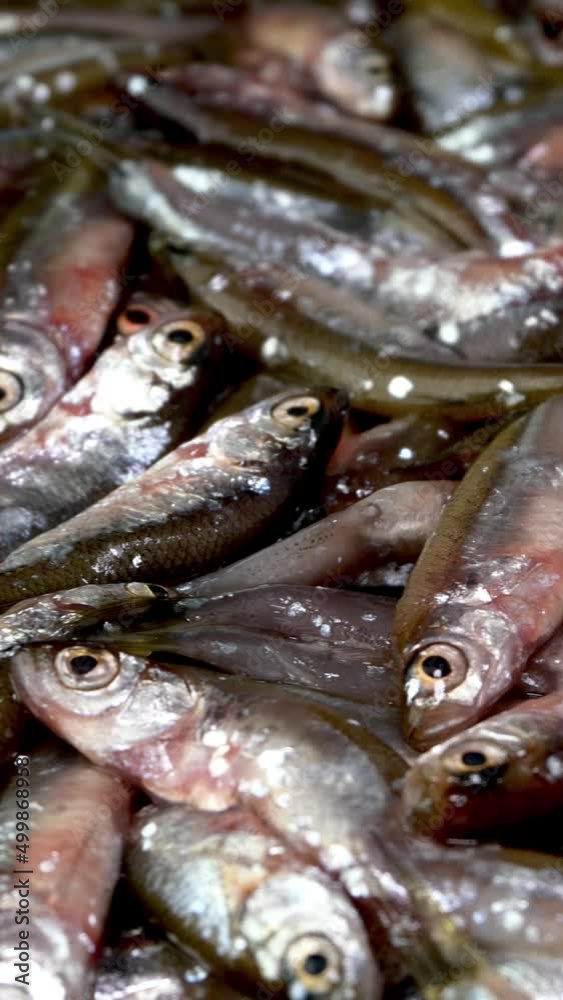 Many small little fish anchovy, tyulka, sprats, seafood background fresh raw food. Many small little fish anchovy, tyulka, sprats, seafood background fresh raw food.