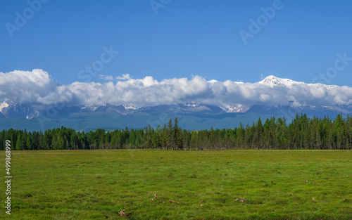 Green pasture on the background of forest and mountains. Scenic