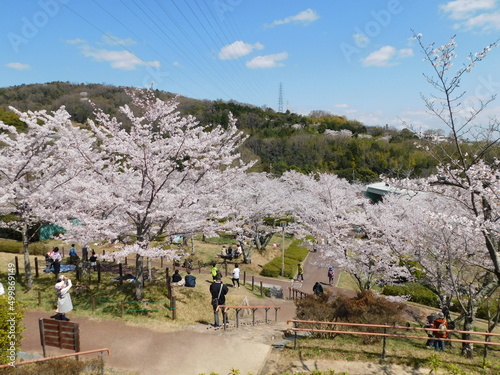 桜が咲く摂津峡公園(大阪府高槻市で2022年4月撮影)