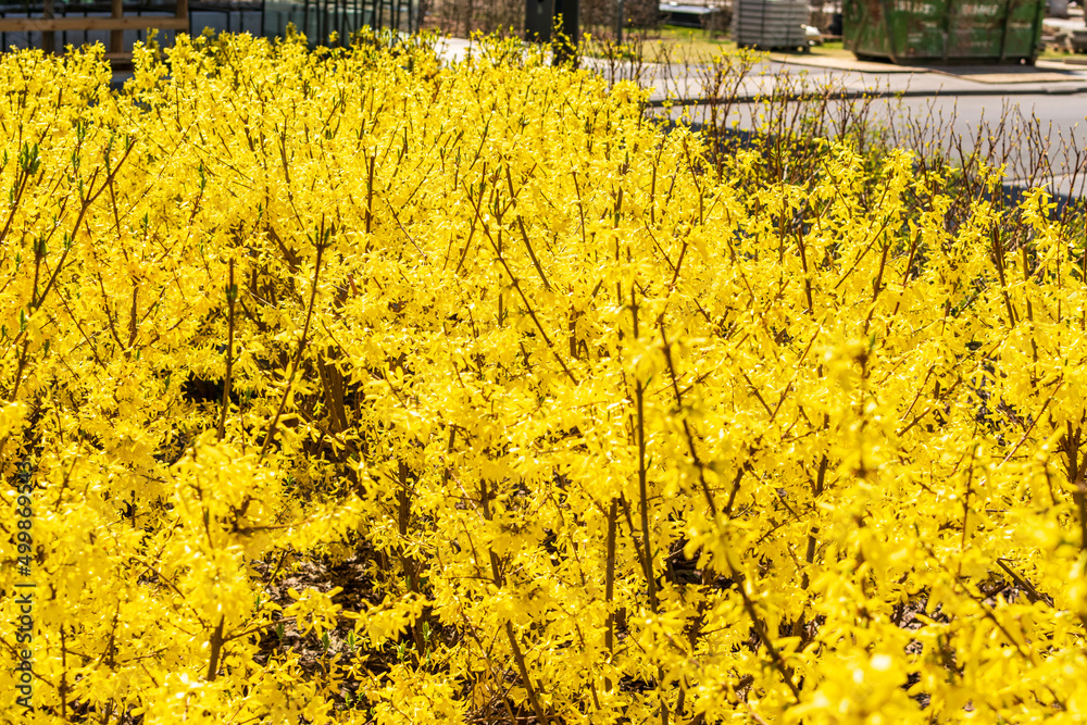 Obraz premium Yellow Forsythia Flowers Macro Photo