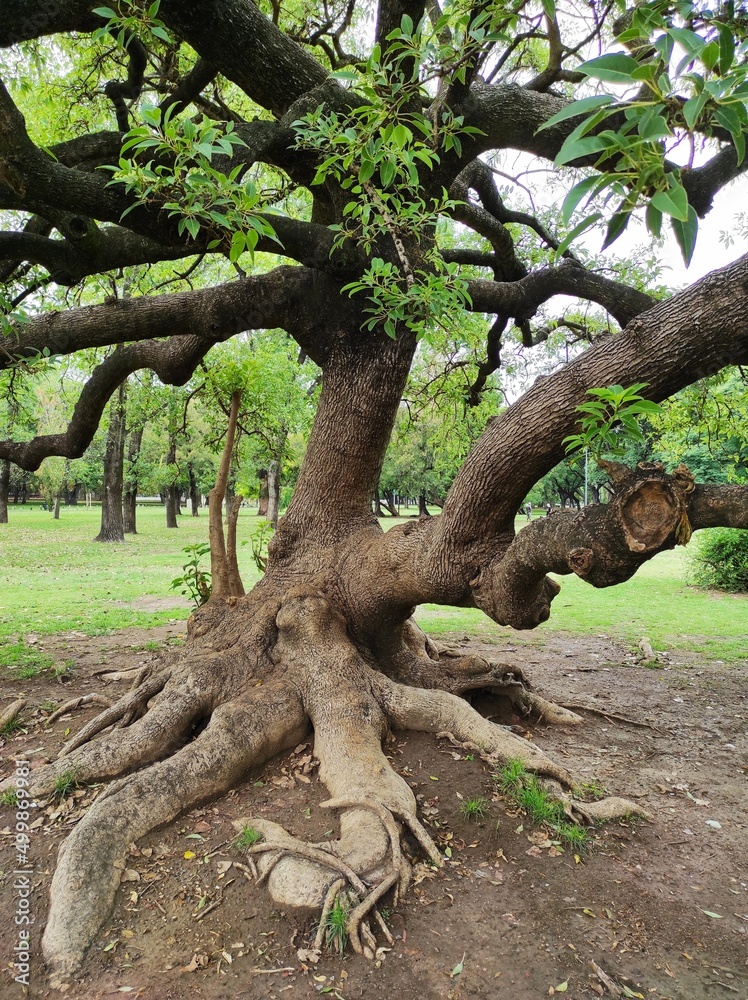 Grosses racines d'arbre Grosses racines d'arbre